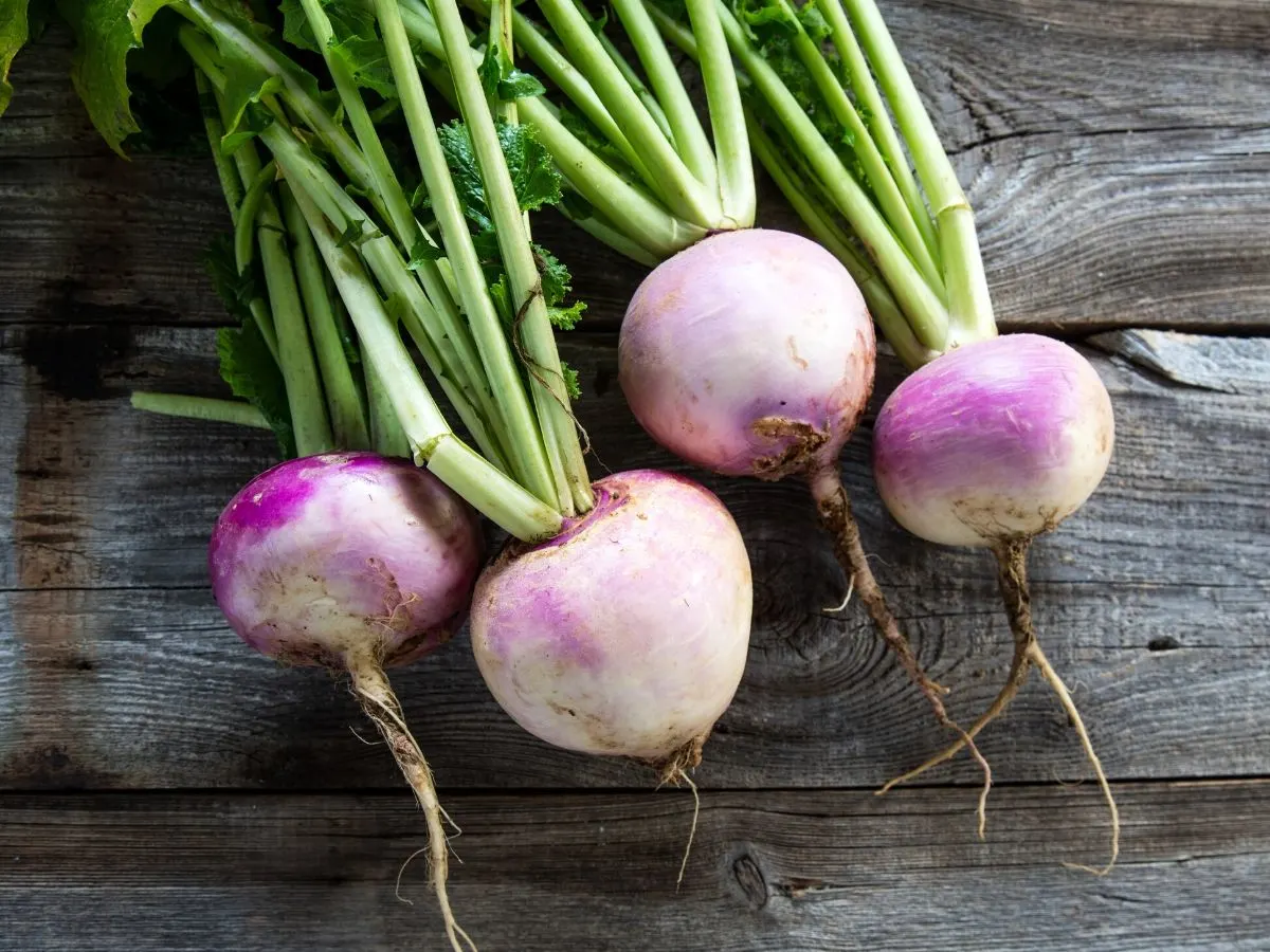 pictures of turnips