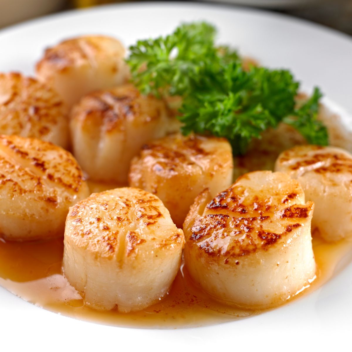 Scallops seared in brown butter on a plate