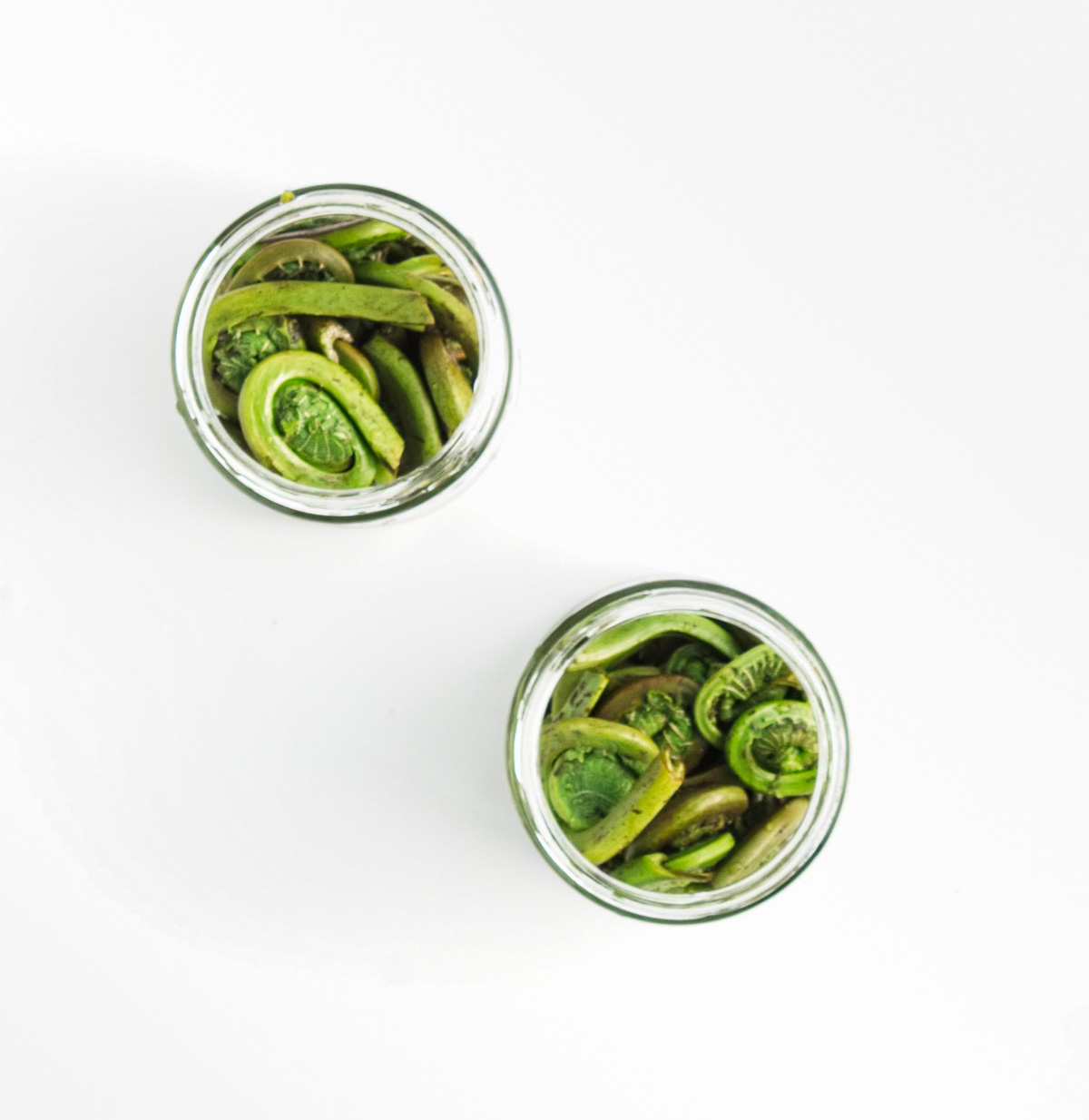Blanched fiddleheads stuffed into pickling jars
